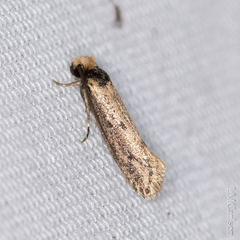 Tinea apicimaculella