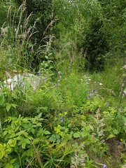 Campanula cervicaria