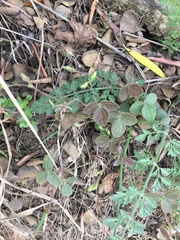 Rhynchosia caribaea