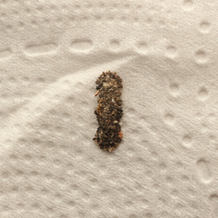 Tineinae