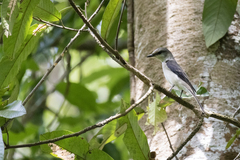 Pericrocotus cantonensis