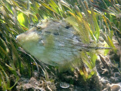 Chaetodermis penicilligerus