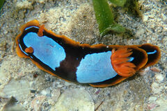 Chromodoris westraliensis