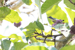 Dicaeum ignipectus cambodianum