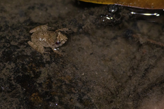 Limnonectes gyldenstolpei