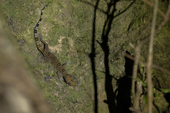 Cyrtodactylus intermedius