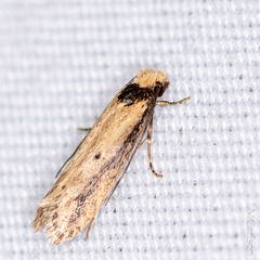 Tinea apicimaculella