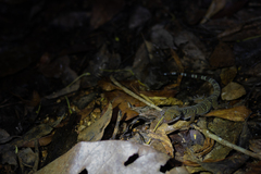 Cyrtodactylus intermedius