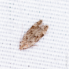 Anacampsis