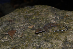 Cyrtodactylus intermedius