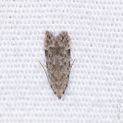Anacampsis