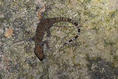 Cyrtodactylus intermedius