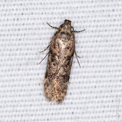 Chionodes formosella
