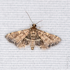 Anageshna primordialis