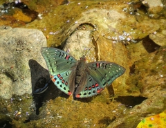 Euthalia lubentina arasada