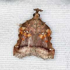 Clydonopteron sacculana