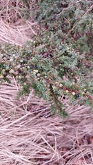 Juniperus communis
