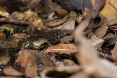 Limnonectes megastomias