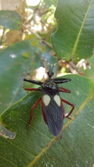 Calliclopius nigripes