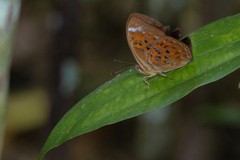 Taxila haquinus berthae
