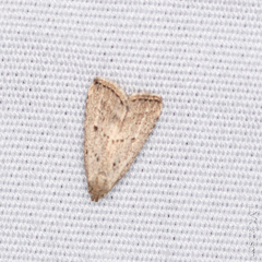 Hypenodes fractilinea