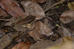 Sylvirana mortenseni