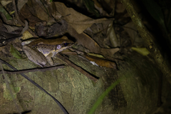 Sylvirana mortenseni