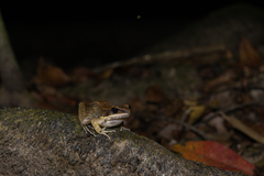 Sylvirana mortenseni