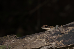 Sylvirana mortenseni