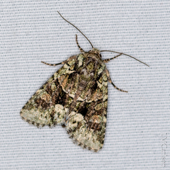 Lacinipolia explicata