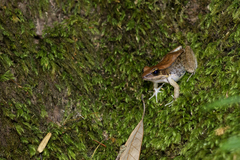 Sylvirana mortenseni