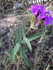 Verbena rigida