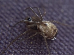 Microlinyphia pusilla