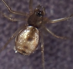 Microlinyphia pusilla