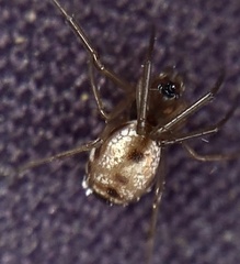 Microlinyphia pusilla