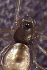 Microlinyphia pusilla