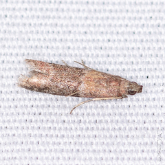 Moodna ostrinella