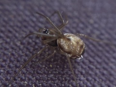 Microlinyphia pusilla