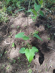 Pentarrhinum insipidum