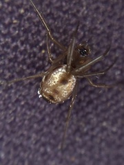 Microlinyphia pusilla