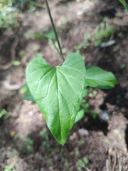 Pentarrhinum insipidum