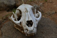 Caracal caracal