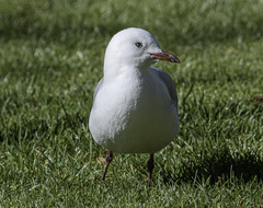 Chroicocephalus novaehollandiae scopulinus