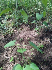 Pentarrhinum insipidum