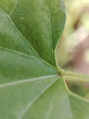 Pentarrhinum insipidum