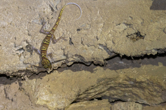 Cyrtodactylus chanhomeae