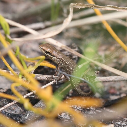 Red-sided Rainbow-skink