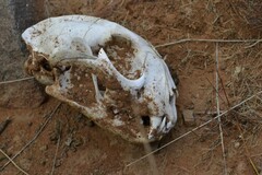 Caracal caracal