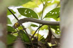 Dendrelaphis ngansonensis