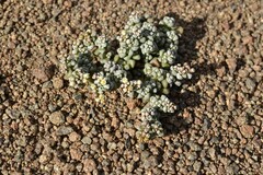 Crassula corallina